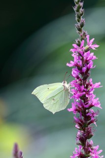 Brimstone (Gonepteryx rhamni) feeding on a flower of purple loosestrife (Lythrum salicaria),