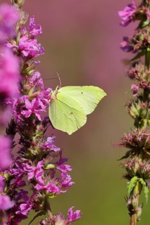 Brimstone (Gonepteryx rhamni) feeding on a flower of purple loosestrife (Lythrum salicaria),