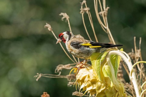 European goldfinch (Carduelis carduelis), also known as goldfinch, sitting on a faded sunflower,