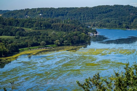 Green carpet of plants on Lake Baldeney in Essen, proliferating aquatic plant Elodea, waterweed, an