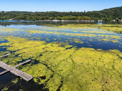 Ruhrverband mowing boat in action against waterweed, Elodea, an invasive species, green carpet of
