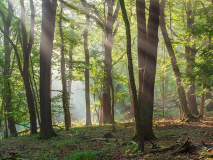 Natural oak forest in the morning light, the sun shines through the morning mist, near Freyburg