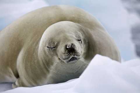 Crabeater seal (Lobodon carcinophagus) resting on iceberg in Paradise Bay, Antarctica