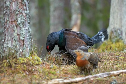 Western capercaillie (Tetrao urogallus) cock mating with hen at lek in coniferous forest in spring