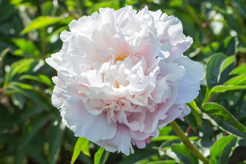 Pink peony flower in a botanical garden