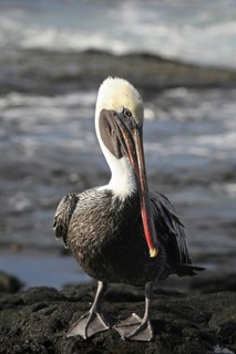 Brown pelican (Pelecanus occidentalis) resting on beach, Puerto Egas on Santiago Island, San