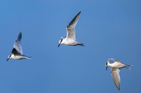 Three sandwich terns (Thalasseus sandvicensis Sterna sandvicensis) flying along the North Sea coast