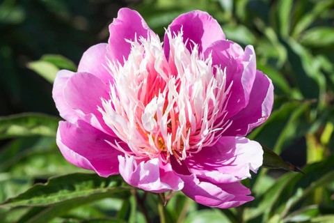 Pink peony flower in a botanical garden