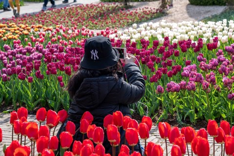 The Keukenhof, gardens, amusement park, spring park, spring flower show, near Lisse, South Holland,