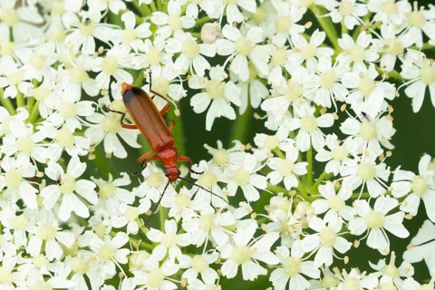 Common red soldier beetle (Rhagonycha fulva) adult insect on a white flower head, Suffolk, England,