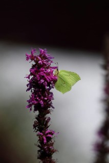 Brimstone (Gonepteryx rhamni) feeding on a flower of purple loosestrife (Lythrum salicaria), light
