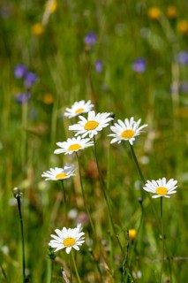 Flowering marguerites (Leucanthemum) and grasses in a wild, natural flower meadow, Germany, Europe