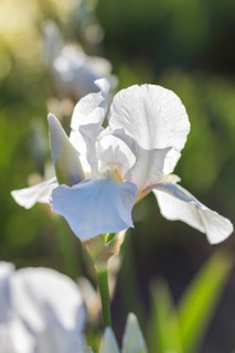 Colorful yellow and white irises in a botanical garden