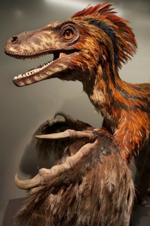 Dread claw (Deinonychus antirrhopus), feathered predatory dinosaur, Natural History Museum, opened
