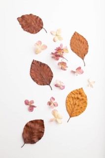 Composition with yellow and brown beech autumn leaves and hydrangea flowers, mockup on white