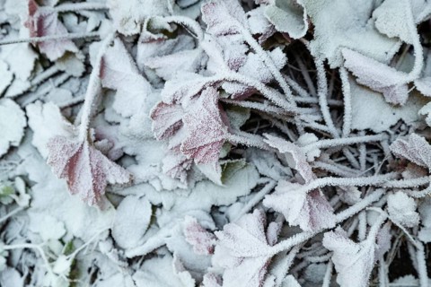 Leaves and grass covered with hoarfrost. Abstract floral background, garden and winter concept.