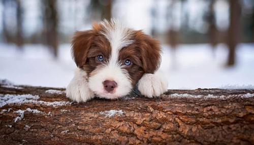 KI generated, dog, dogs, puppy, one, two, three, play, snow, winter, autumn leaves, blue sky,
