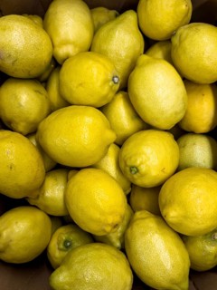 Lemons (Citrus limon) without packaging loose pieces in display of fruit trade greengrocer grocery