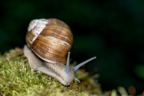 Burgundy snail (Helix pomatia) crawling over moss, Hesse, Germany, Europe