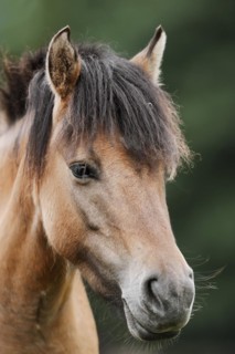 Dülmen wild horse, portrait, Merfelder Bruch, Dülmen, North Rhine-Westphalia, Germany, Europe
