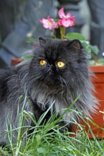 Persian cat, long-haired cat