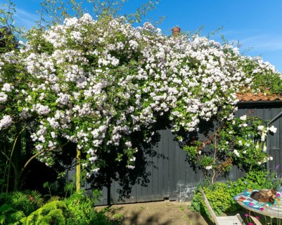 Paul's Himalayan Musk rambling rose pink flowers growing on garden shed, Suffolk, England, UK