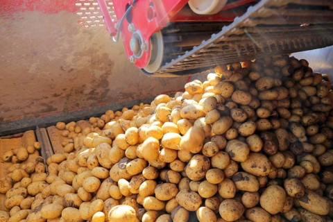 Farmer Hartmut Magin from Mutterstadt harvesting early potatoes in the Palatinate (Mutterstadt,