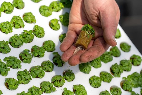 Agriculture, herb gardening, basil young plants, in pressed pots, with growing soil and nutrients,