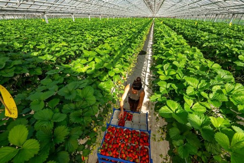 Harvesting strawberries, harvest helper, strawberry cultivation in the greenhouse, young strawberry