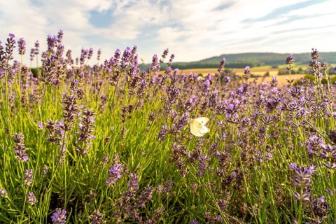 Small white, butterfly, on lavender fields in East Westphalia Lippe, OWL, near the village of