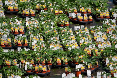 Nursery, plant breeding, ornamental plants grow in flower pots, outdoors, Düsseldorf-Volmerswerth,