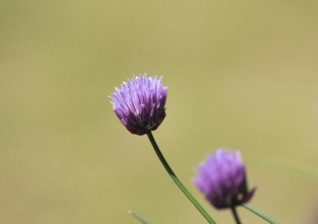 Chive (Allium schoenoprasum), in bloom, North Rhine-Westphalia, Germany, Europe