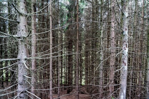 Forest dieback in the Bergisches Land, near Engelskirchen, over 70 per cent of the spruce trees are