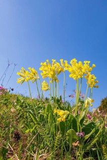 Beautiful blooming cowslip (Primula veris) on a meadow at a sunny spring day