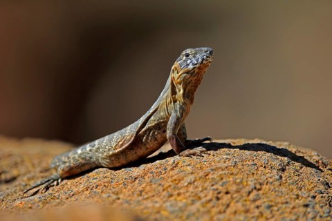 East Mexican Black Iguana, (Ctenosaura acanthura), adult, on rocks, foraging, warming up,