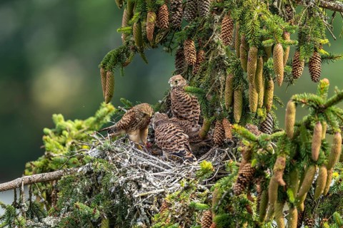 Common kestrel (Falco tinnunculus), female adult bird feeding young birds not yet ready to fly in
