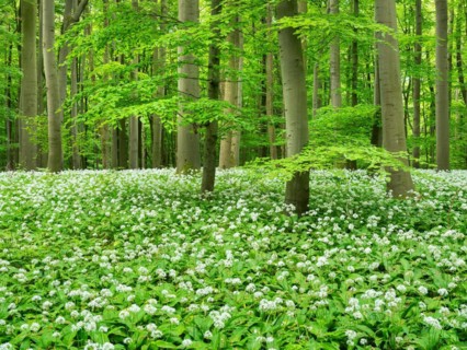 Ramson (Allium ursinum) in a semi-natural beech forest in spring, Hainich National Park, Bad