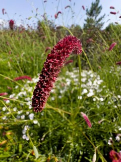 Great burnet (Sanguisorba officinalis)
