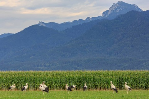 Storks in a meadow in front of mountains in the evening light, view of Benediktenwand, Großweil,
