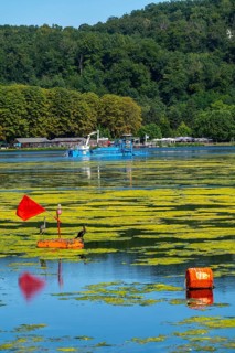 Mowing boat Nimmersatt, of the Ruhrverband, tries to keep the green plant carpet on the Lake