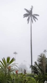 Quindio wax palm (ceroxylon quindiuense), Cocora Valley, Salento, Quindio, Colombia, South America