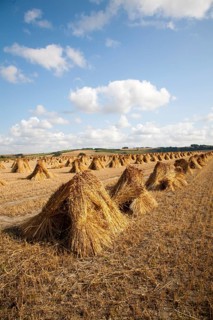 Wheat stooks harvested for thatching standing drying in a field after harvesting, Marden,