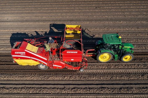 Potato harvesting, so-called split harvesting method, first the tubers are taken out of the ground