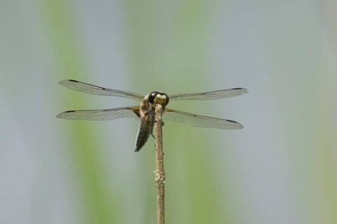 Four spotted chaser dragonfly (Libellula quadrimaculata) adult insect resting on a plant stem,