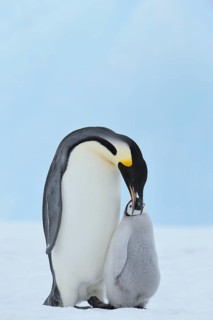 Emperor penguins, Aptenodytes forsteri, with a Chick, Snow Hill Island, Antartic Peninsula,