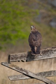 Common buzzard (Buteo buteo) adult bird on a fence post, England, United Kingdom, Europe