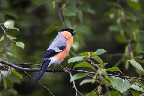 Bullfinch, bullfinch, (Pyrrhula pyrrhula), male, Bavaria, Federal Republic of Germany