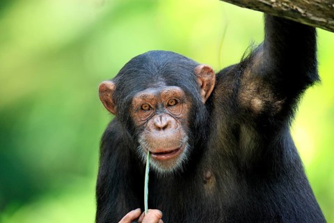 Chimpanzee (Pan troglodytes troglodytes), adult, portrait