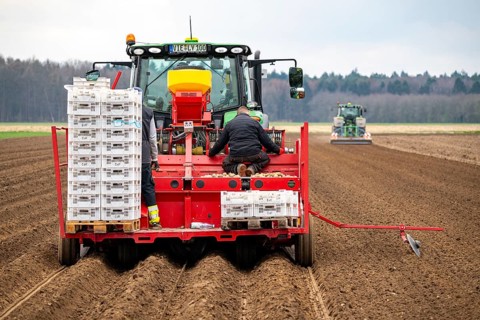 Early potatoes are placed in the soil of the field with a planting machine, Agriculture, Spring