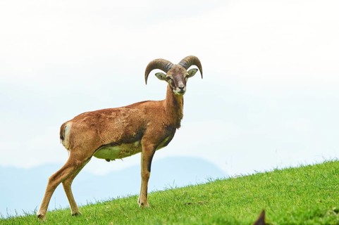 European mouflon (Ovis aries musimon) ram standing on a meadow, tirol, Kitzbühel, Wildpark Aurach,